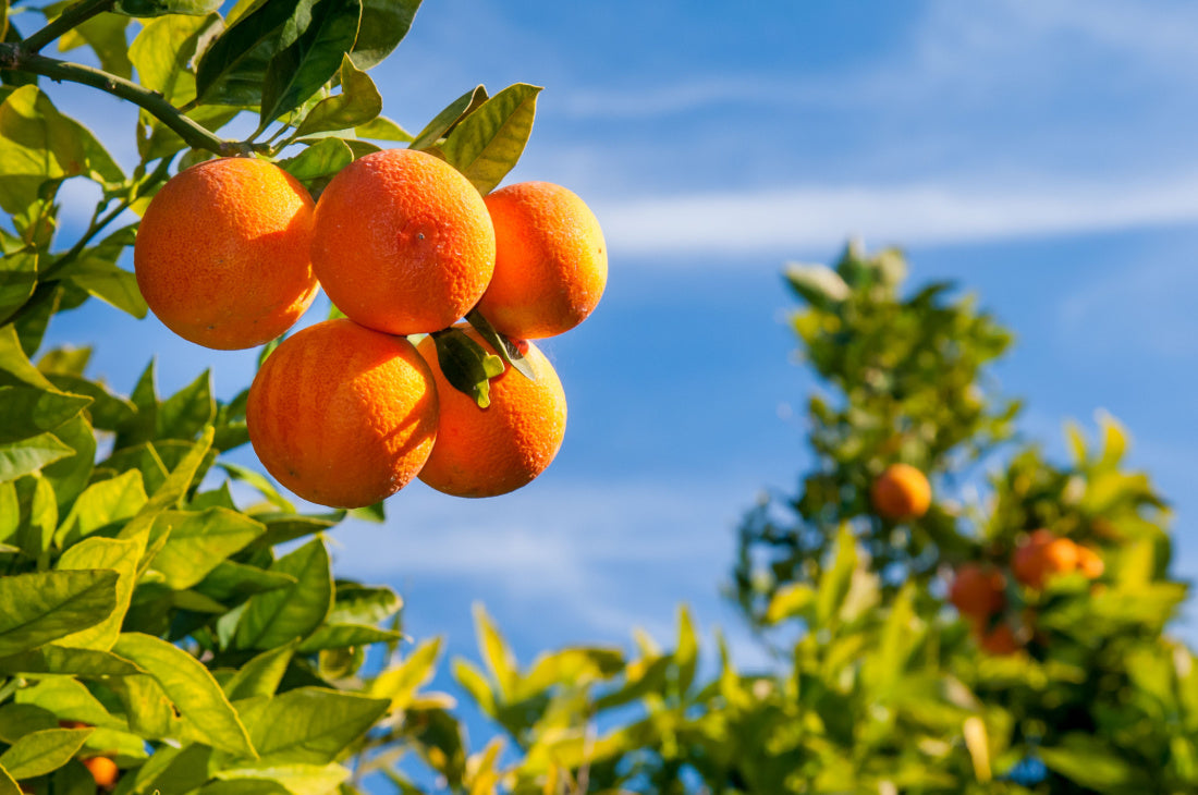 Alimenti con Vitamina C: tutti benefici e a cosa serve per l’organismo 